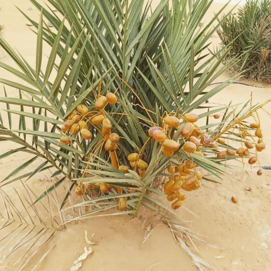 ホテル Restcamp Ergchebbi メルズーガ エクステリア 写真